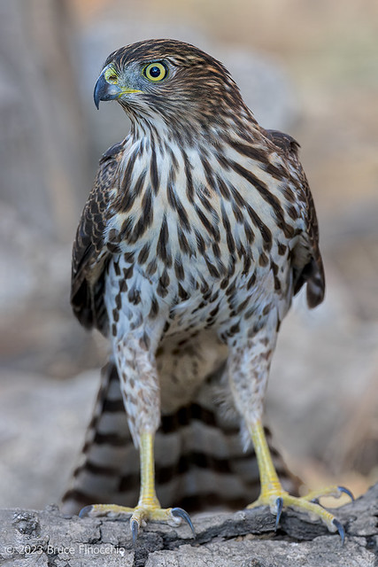 A Juvenile Cooper's Hawk Perched A Branch With Old And Cracked Bark