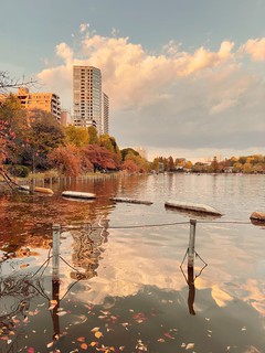 Golden Sunset at Shinobazu Pond