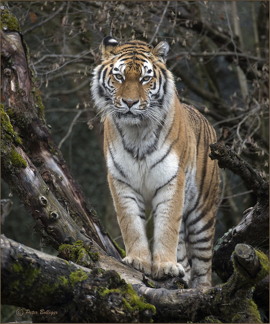Amur tiger looking down from above