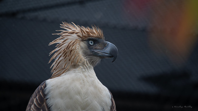 Pithécophage des Philippines - Philippine eagle