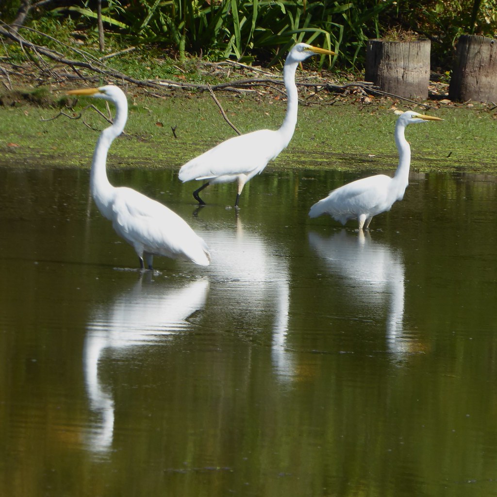 Wheaton, IL, Lincoln Marsh Natural Area, Heron Trio with Reflections