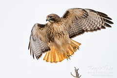 December 24, 2023 - A red tailed hawk takes flight in Eastlake. (Tony's Takes)