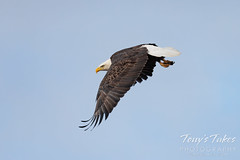 December 23, 2023 - Bald eagle flyby. (Tony's Takes)