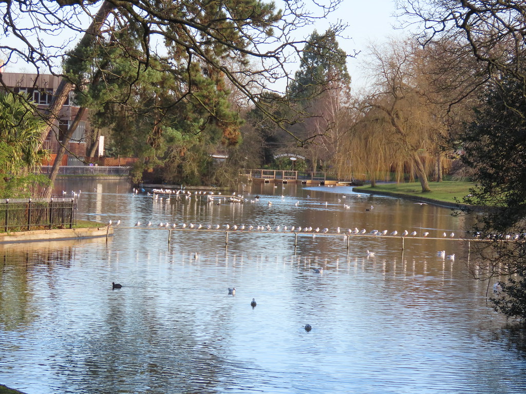 Gulls on the Boating Lake at Cannon Hill Park on Boxing Day