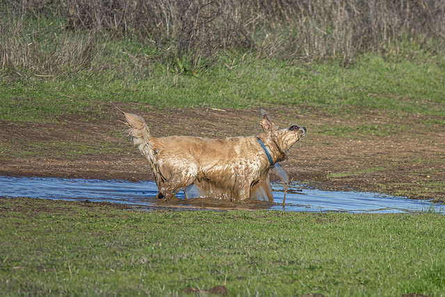 Honey in mud puddle at Alston Park in Napa-13_2 12-22-23