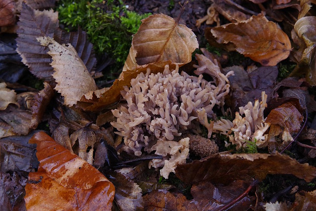 Coral Fungus on Boxing Day, Badgins Wood