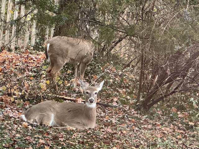 2023 360/365 12/26/2023 TUESDAY -  Great, deer in the backyard again.