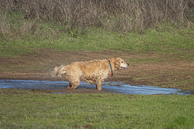 Honey in mud puddle at Alston Park in Napa-17 12-22-23