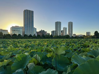 Lotus Field with Tokyo Skyscrapers in View