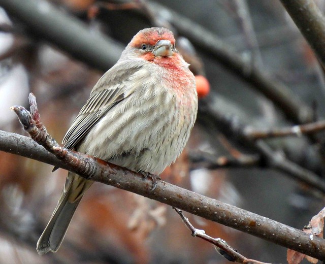 Male Finch in Mountain Ash Tree