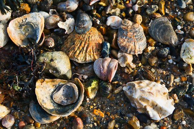 Shells, Shotley beach 3