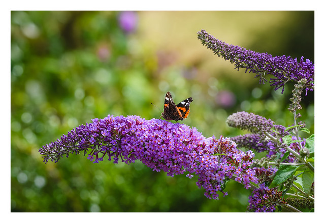 _8537322_ red admiral butterfly perched on buddleja davidii
