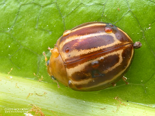 Ladybird beetle (cf. Microcaria albolineata) - PB215433
