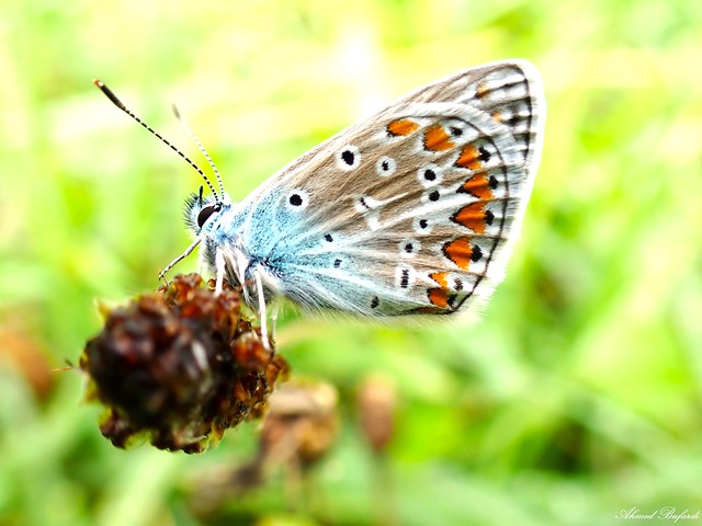 Butterfly 2232