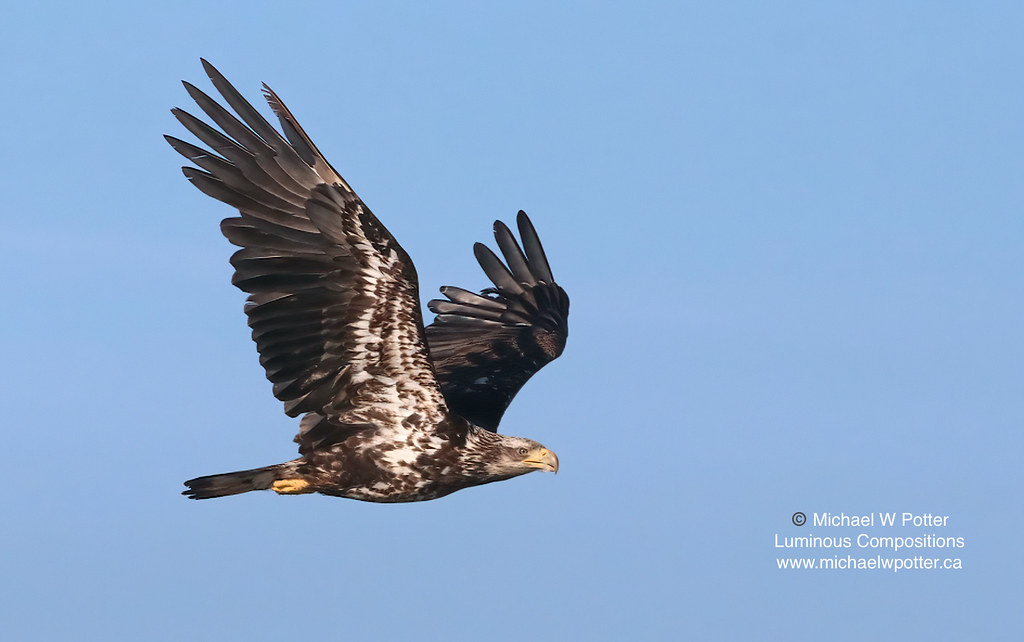 Bald Eagle subadult in flight