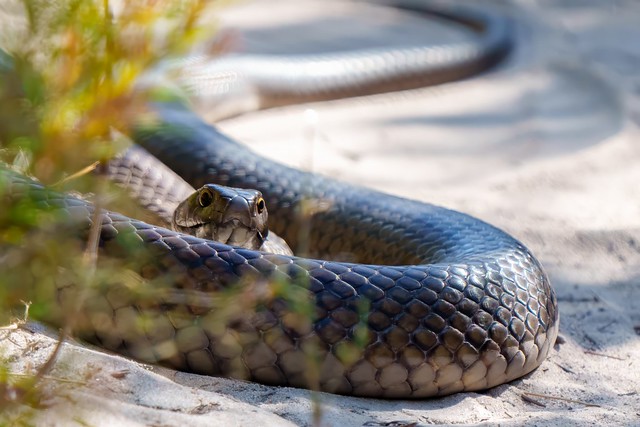 Dugite   Brown Snake  Australia