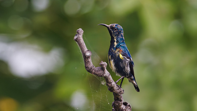 A Purple Sunbird in Eclipse plumage hunting insects