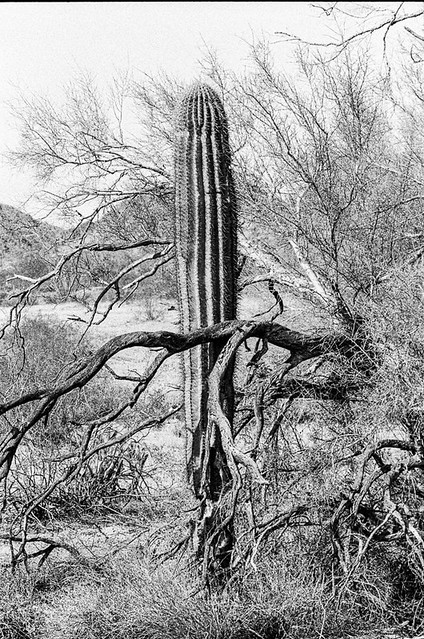 Simple Saguaro