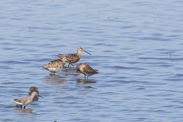 Long-billed and Short-billed Dowitchers