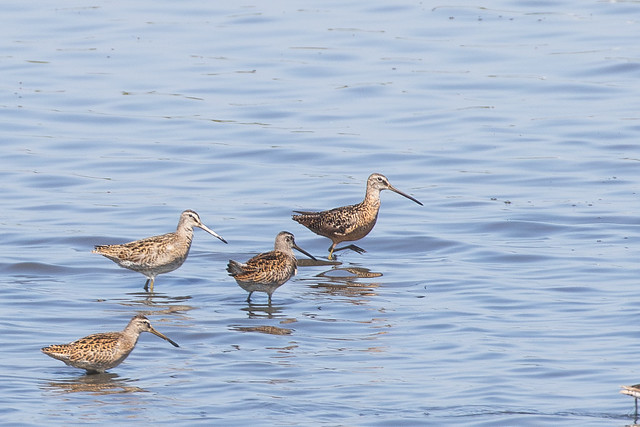 Long-billed and Short-billed Dowitchers