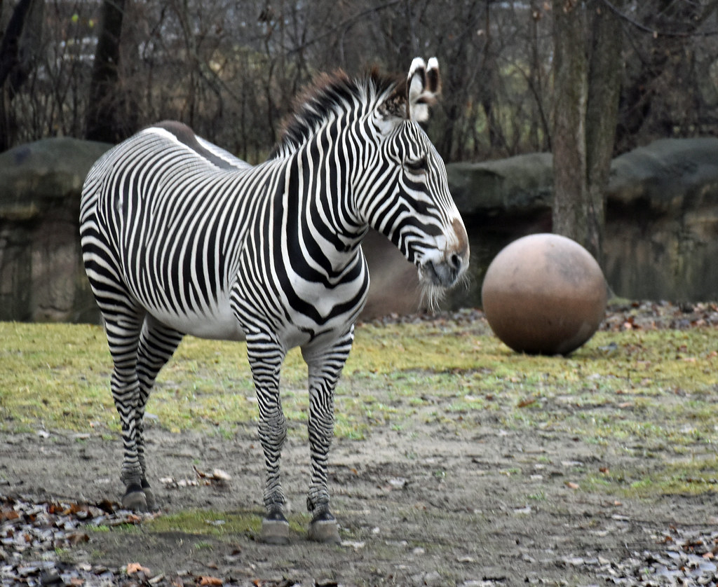 Zebra | Liger 77 (R. Lewis) | Flickr
