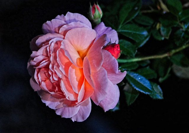rose at night