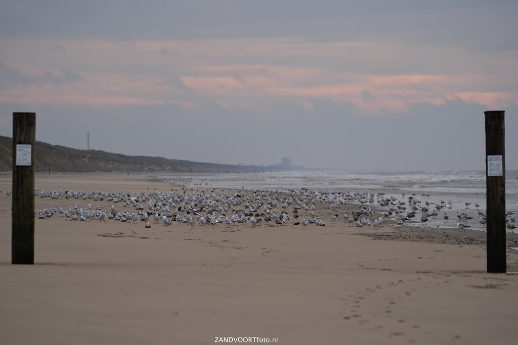 A7409859ZANDVOORTfoto_nl - Life at the beach December 2023