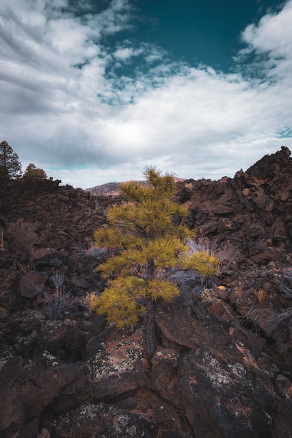 Lonely Tree in the Lava Rock
