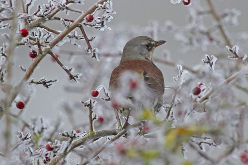 Local Wildlife | by SR Photos Torksey