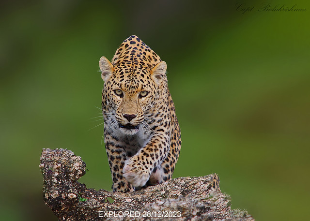 Leopard ( Panthera pardus )