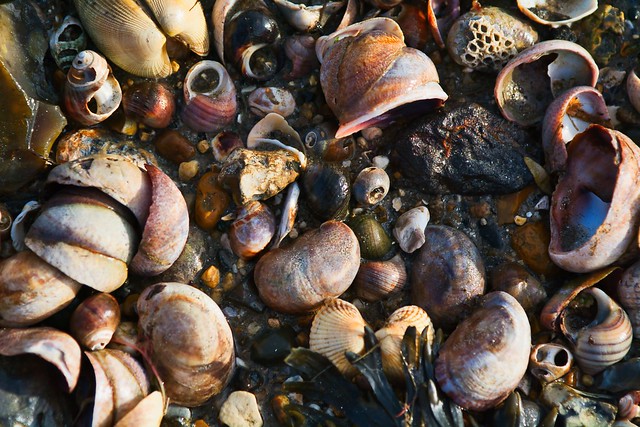 Shells, Shotley beach 1