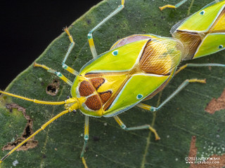 Stink bug (Urolabida pulchra) - PB215127