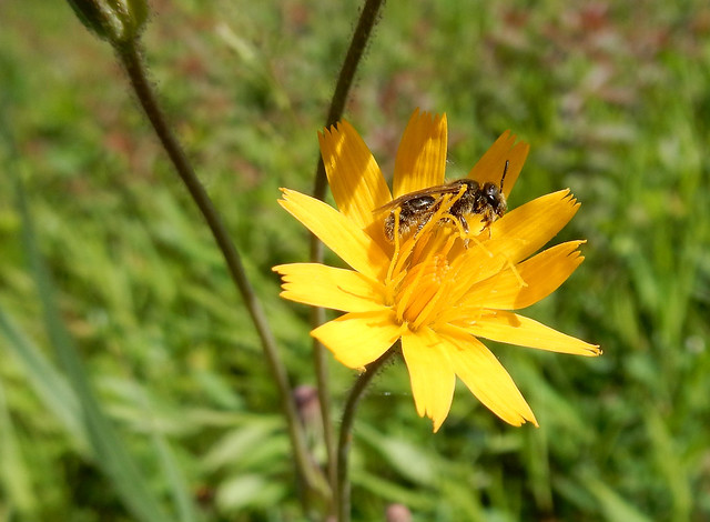 Two-Flowered Cynthia (Krigia biflora) with bee