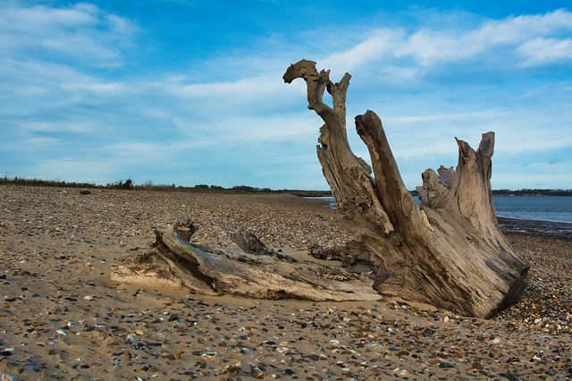 Shotley beach tree root