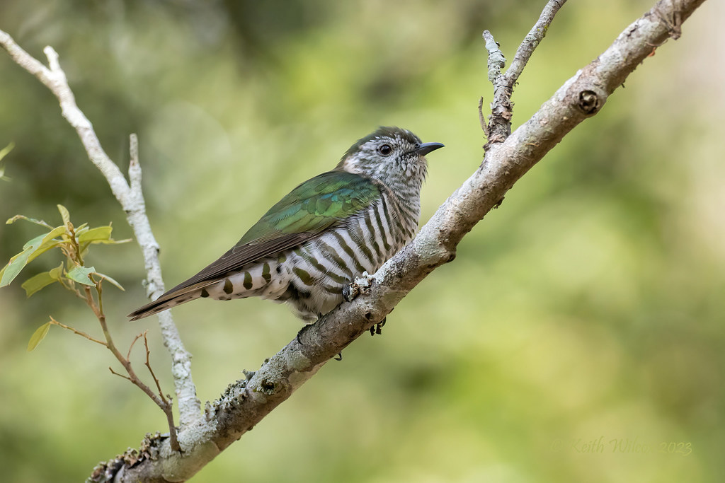 Shining Bronze-Cuckoo (Chrysococcyx lucidus Ssp lucidus)