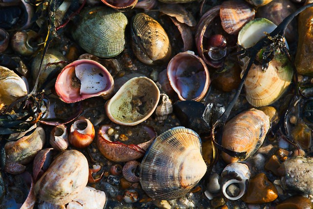Shells, Shotley beach 2