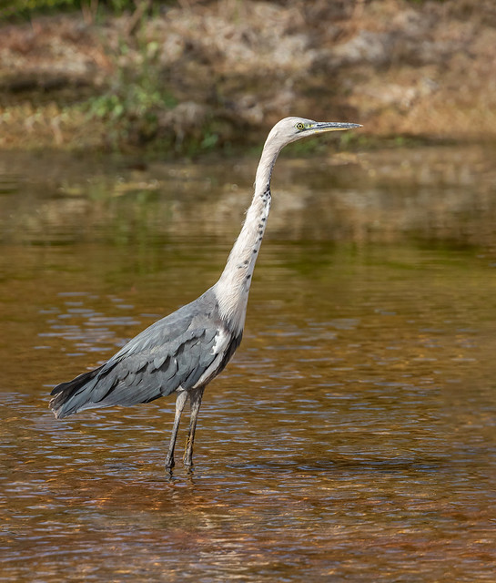 White-necked Heron (Ardea pacifica) fishing in the Murchison River, Western Australia