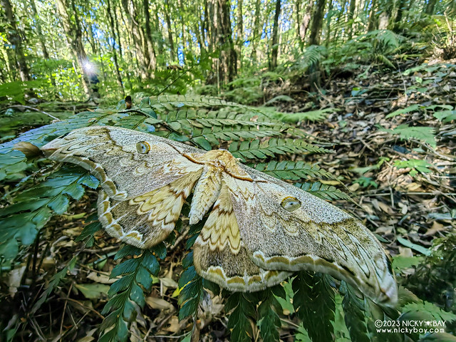 Emperor moth (Rinaca thibeta) - IMG_20231122_082230_