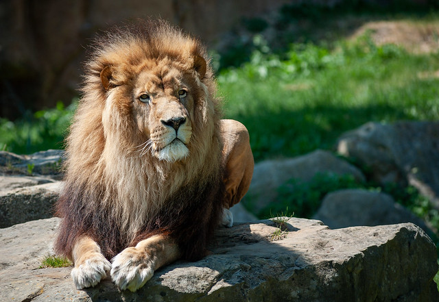 King lion  at zoo of Beauval (France )