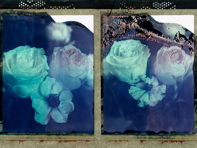 quelques roses - Polaroid T59 film - expiré 2007