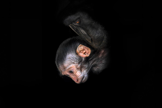 Celebes crested macaque-Macaque nègre (Macaca nigra)