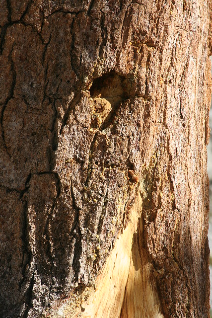 Pinus balfouriana ssp. austrina Old Bark