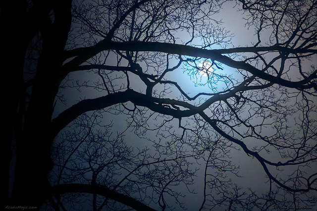 Moonlight in Fog m1a1348