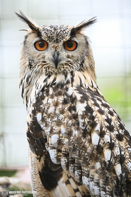 Bengal eagle owl - Tierpark Stadthaag