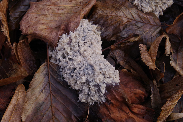 D.V fungus on a Boxing Morning walk