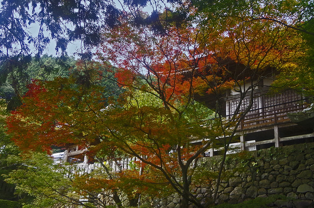 Colorful tree at Entrance to Futagoji, Kunisaki, Oita 両子寺  国東半島 大分