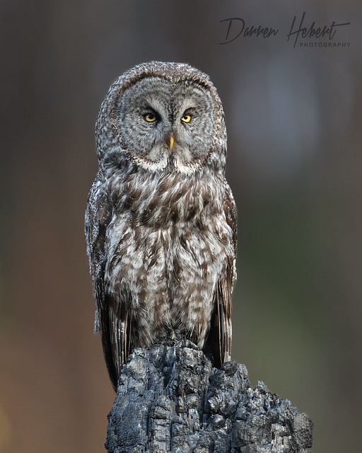 Great Gray Owl, BC interior.