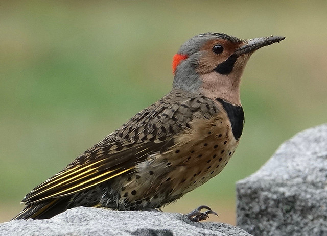 Yellowhammer Flicker Woodpecker