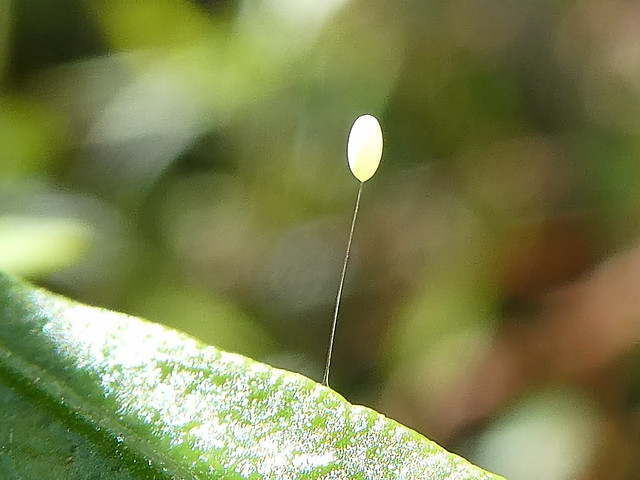Green Lacewing egg on a Sticky Hop-bush leaf