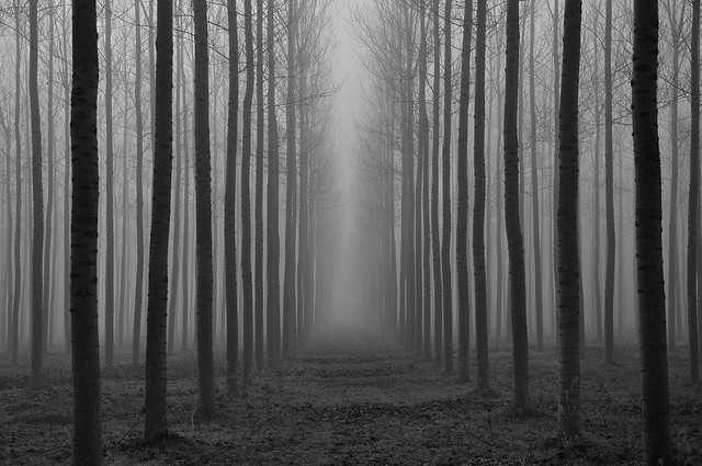 the gloomy forest